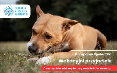 Pamiętaj o Swoich Czworonożnych Przyjaciołach w Czasie Upalnych Dni