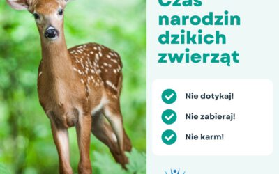 Wiosna – czas narodzin dzikich zwierząt.